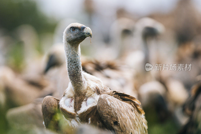 Griffon Vulture (Gyps fulvus)鹰群